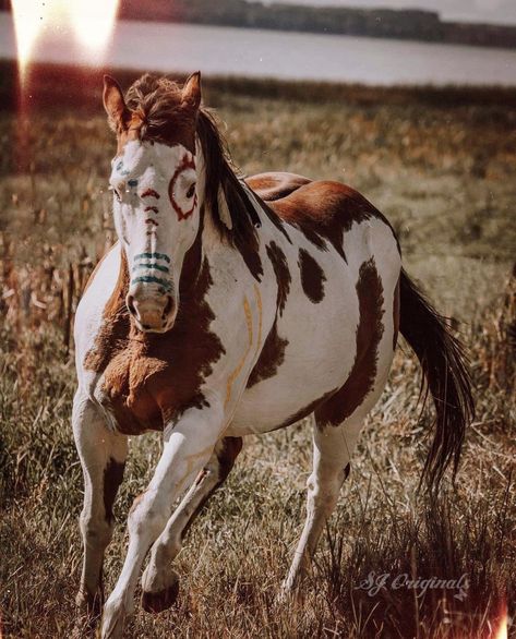 Native Horse, Cowboy Artwork, Aqha Horses, Native American Horses, Indian Horses, American Paint Horse, Painted Horses, Cute Horse Pictures, Painted Ponies