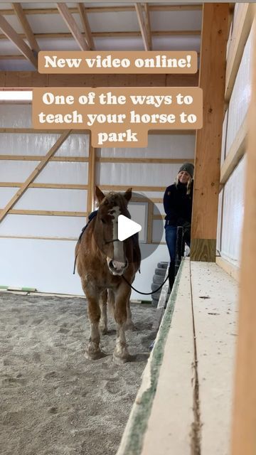 Pure Horse by Aimee on Instagram: "New video online. This one is about teaching a horse to come pick you up (park) when you’re on a mountain block or a fence. The horse that I’m working with is not so sure about this, in the video I talk you through how I gain his trust with this fence work. The full video you can find via the link in my bio. Or just copy and paste this: patreon.com/Purehorse Music: Jingle Bells(Hip Hop) Musician: SoulProdMusic Site: https://pixabay.com/music/-jingle-bells-christmas-hip-hop-128137/ #horsetraining #drafthorse #belgiandrafthorse #horsemanship #groundwork #libertyhorse #horsegirl #equestrainlife #patreoncreator" Belgian Draft Horse, Bells Christmas, Pick Yourself Up, Draft Horses, Horse Training, Horse Girl, The Horse, A Horse, Jingle Bells