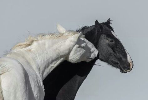 White Stallion, 2 Horses, Photo Manga, Mare And Foal, Horse Pony, Kunst Inspiration, Photographie Inspo, The Eagles, Pretty Animals