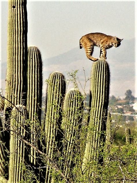 Bobcat on Saguaro Cactus, Sabino Canyon, Arizona Top Of Staircase, Desert Animals, Saguaro Cactus, Desert Plants, Cactus Y Suculentas, 귀여운 동물, Big Cats, Belle Photo, Beautiful Creatures