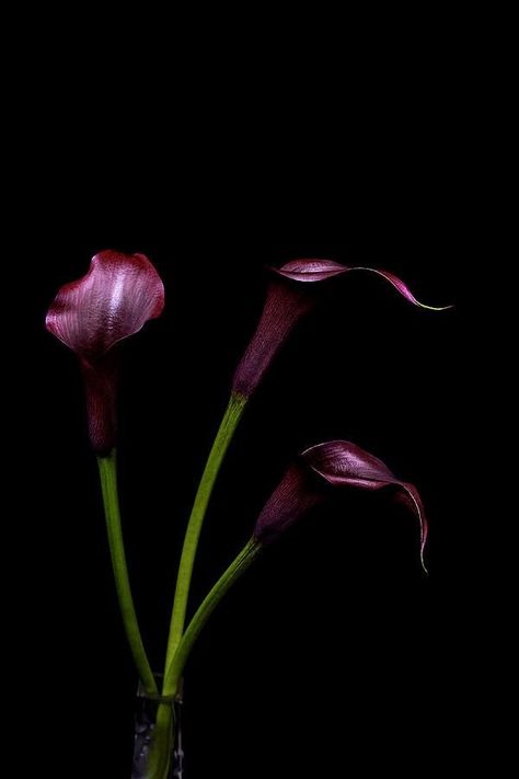 Callas Lily, Cala Lillies, Flowers Lilly, Quilt Flowers, Roses Drawing, Calla Lilies, Beautiful Flowers Pictures, Tiktok Video, Plant Species