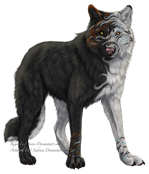 Black and white wolf. Black Wolf Drawing, Black And White Wolf, Black Wolf Art, Wolf Pack Art, White Wolf Art, White And Black Wolf, Black Dire Wolf Art, Black Wolf With White Markings, White Wolf With Black Markings