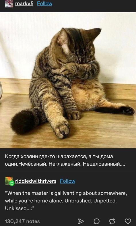 Miette Cat, Russian Cat, Silly Cats, Cute Little Animals, 귀여운 동물, Animal Memes, Cute Funny Animals, Crazy Cats, The Floor