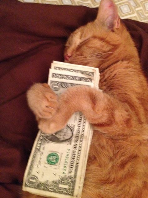 So that's why I'm so god damn broke Get Your Money Up Not Your Funny Up, Cat With Money, Rich Cat, Cat Money, Wallpaper Gatos, Money Cat, Im Broke, Silly Cats Pictures, Cute Cats Photos