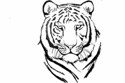 How To Draw White Tiger | How To Draw A White Tiger Face Step By Step | by cool drawing ideas | Medium Tiger Face Drawing, Tiger Coloring Pages, White Tiger Tattoo, Tiger Coloring, Simple Face Drawing, Tiger Sketch, Tiger Vector, White Tigers, Easy Animal Drawings