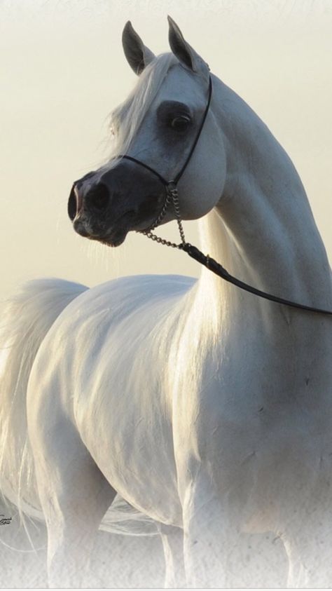 Arabic Horses, Cai Arabi, White Arabian Horse, Arabic Horse, حصان عربي, Arabian Stallions, Beautiful Arabian Horses, Horse Wallpaper, Horse Boarding