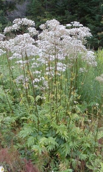 white valerian White Valerian, Painting Seascapes, Plant Types, Needle Painting, Valerian, Types Of Plants, Horticulture, Garden Plants, Plants