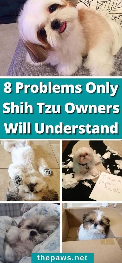 Every Shih Tzu owner can relate. There's never a dull day with a Shih Tzu at home. Shitzu Funny, Shitzu Dogs Haircuts, Shih Tzu Puppy Training, Dog Grooming Shih Tzu, Shih Tzu Puppy Cut, Dogs Coat, Baby Shih Tzu, Shih Tzu Haircuts, Chien Shih Tzu