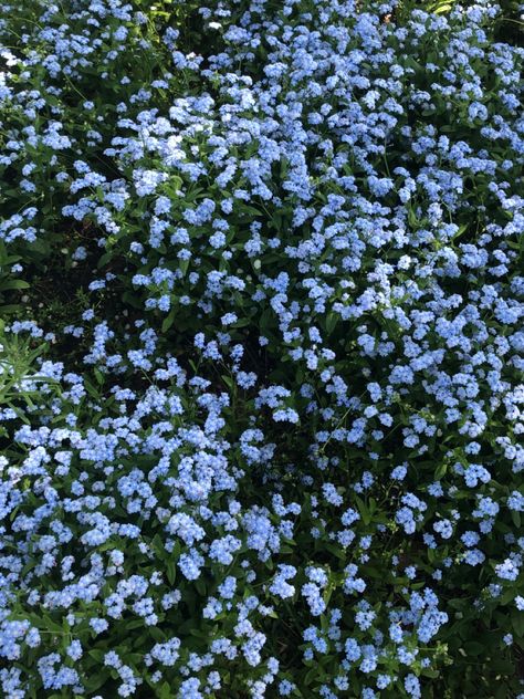 Dark Blue Flowers Aesthetic, Pretty Blue Flowers Aesthetic, Forgetmenots Flowers Aesthetic, Blue Wildflowers Aesthetic, Ips Wallpapers, Pale Blue Flowers Aesthetic, Wallpaper Iphone Summer, Nothing But Flowers, Flower Therapy