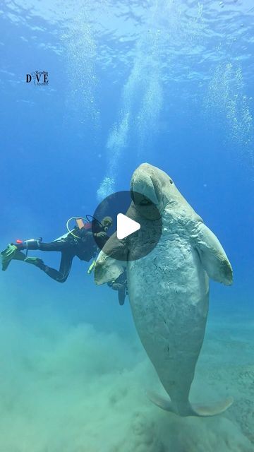 Mahmoud Ibrahim on Instagram: "Everyone  wonder why dugongs go to the surface to breathe? It’s not just for air—it’s to check if they finally made it into the ‘most majestic sea cow’ contest. Spoiler. they always win! 🎥 @mahmoud_diving_instructor  @scuba.dive.adventure   #dugong #seacow #marsaalam #egypt #scubadiving #scubagirls #scubalife #ocean #i #africa #paditv #padi #seacows #scuba #diving #gopro #dive #redsea #video #sea #egypt🇪🇬 #egyptian #scubapro" Marsa Alam, Sea Cow, Scuba Dive, Manatees, Ocean Lover, Red Sea, Scuba Diving, Marine Life, Diver