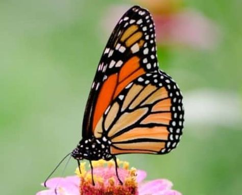 Butterfly Watch, Out Of Mind, Clear Bins, Declutter Home, Minimalist Inspiration, Fun Organization, Organizing Time, Entrance Ways, Butterflies Flying