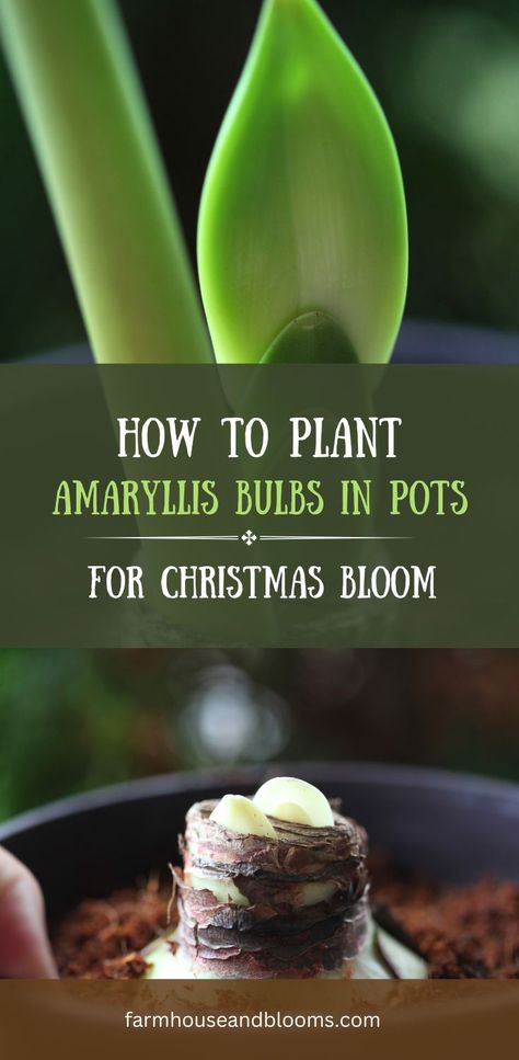 two pictures, one of amaryllis stems and foliage growing, and one of an amaryllis bulb planted in a pot Amaryllis Planting Ideas, Growing Bulbs Indoors, Bulbs In Pots, Amaryllis Care, Amaryllis Plant, Christmas Cactus Plant, Growing Bulbs, Amaryllis Flowers, Amaryllis Bulbs