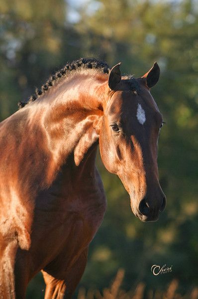 . Thoughrobred Horse, Bay Thoroughbred, Bay Horses, Bay Horse, Horse Boarding, Happy Photos, Horse Aesthetic, Thoroughbred Horse, Majestic Horse