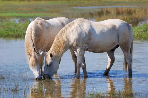 Farm Light, Camargue Horse, Equine Artwork, Horse Rearing, Stallion Horses, Arabian Stallions, Palomino Horse, Brown Horse, Horse Owner