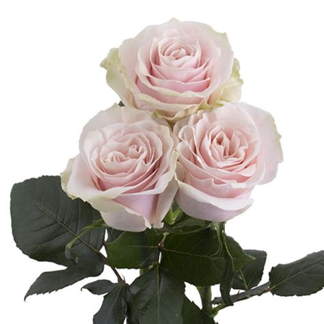 Rosaprima | Pink Mondial Pink Mondial Rose, Mondial Rose, Leaves Meaning, Standard Roses, Ecuadorian Roses, Wholesale Roses, Bridal Roses, Rose Stem, Rose Vase