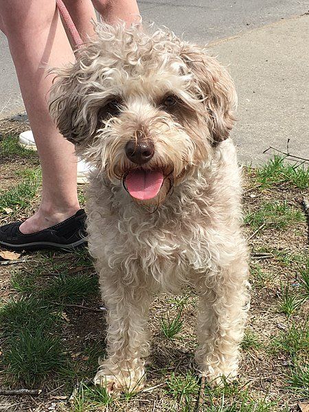 Schnoodle Grooming, Mini Schnoodle, Schnoodle Puppy, Schnoodle Dog, Puppy Facts, Dog Crossbreeds, Puppy Cut, Grooming Style, Designer Dogs