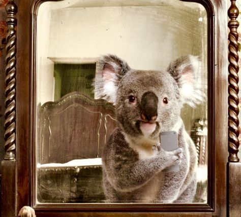 Who is that in the mirror? Koala Meme, Sofia Bonati, Selfie Fail, Instagram Famous, Kids Tv Shows, Funny Prints, Kids On The Block, Real Friends, Koala Bear