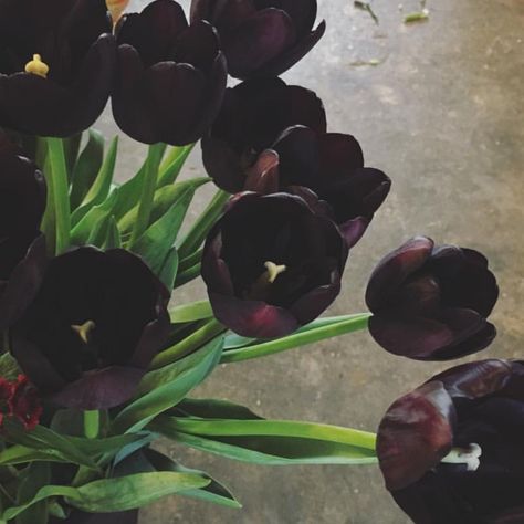 Tulips Black, Bsd Oc, Flower School, Floral Trends, Black Tulips, Black Pigment, Famous Black, Reading Art, Dutch Painters