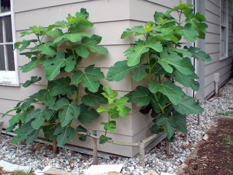 Celeste fig espalier at the corner of my garden shed.  My Celeste fig espalier is now in it's second year of training and is beginning to ... Fig Espalier, Espalier Trees, Dragon Fruit Tree, Italian Courtyard, Shared Garden, Living Structures, Loquat Tree, Espalier Fruit Trees, Fig Trees