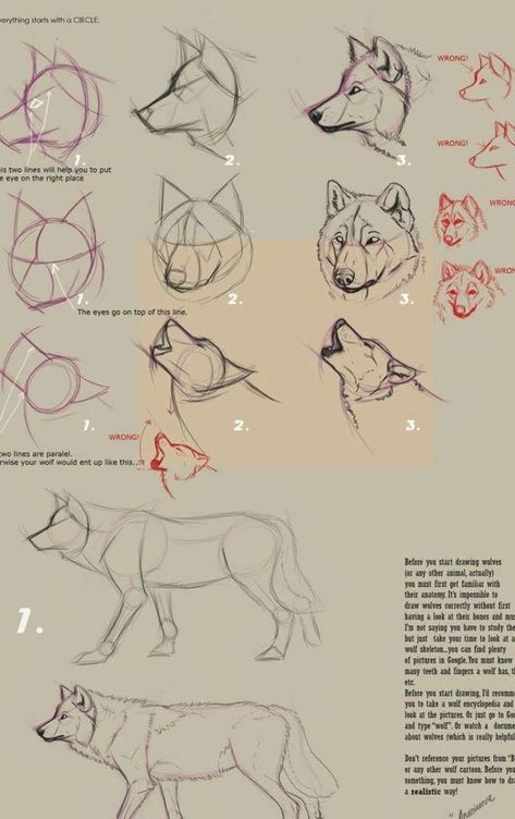 As people have been asking me for a wolf-anatomy-tutorial showing how to draw a wolf from zero. I know my own art is far from perfect, so I'm not 'teaching' anybody...but I guess tha... Drawing Wolves, Tattoo Wolf, Wolf Sketch, Drawing Guides, Wolf Tattoo Design, Wolf Drawing, Canine Art, Things To Draw, Sketches Tutorial