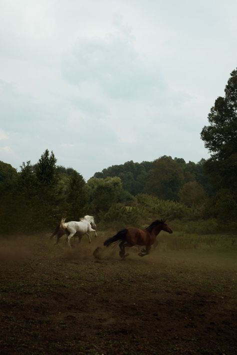 Horse in the wild forest Horse Asethic Pictures, Wild Horse Aesthetic, Horse In Forest, Horse Forest, Ted Hughes, Wild Horses Running, Beautiful Horses Photography, Horse Aesthetic, Wild Forest