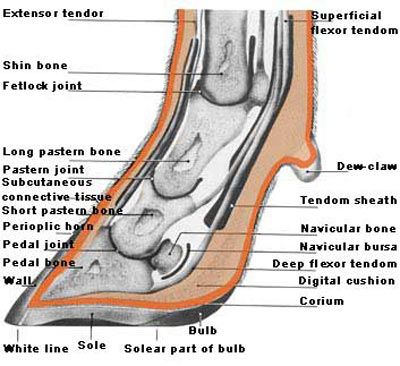 hoof trimming cattle south island Beef Cattle Breeds, Cow Hoof Trimming, Goat Hoof Trimming, Cattle Prod, Pig Hooves, Cow Hooves, Herding Cattle On Horseback, Hoof Care, Dairy Cattle