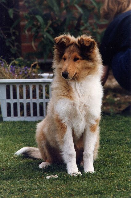 Sable Rough Collie Shetland Sheepdog Puppies, Dog Pack, Sheltie Dogs, Collie Puppies, Rough Collie, Herding Dogs, Most Beautiful Animals, Shetland Sheepdog, Collie Dog