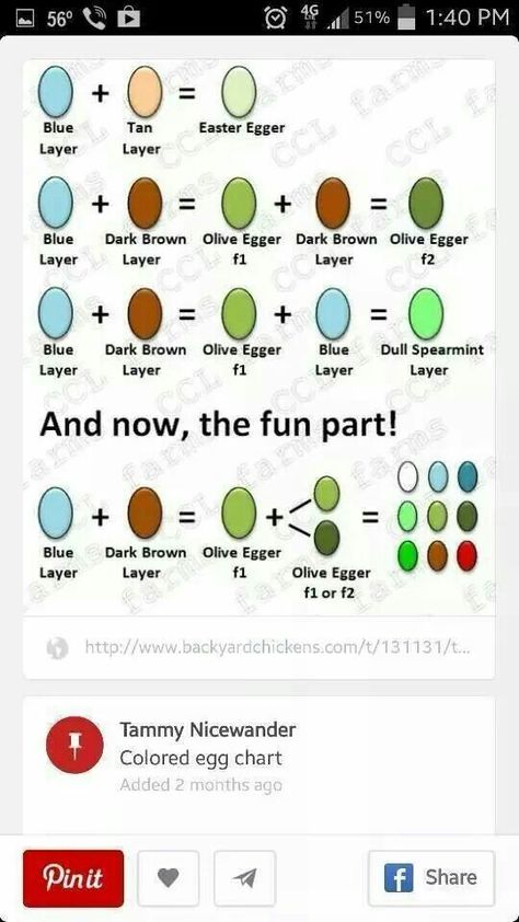 Egg chart Egg Development Chart, Chicken Incubation Chart, Egg Incubation Chart, Chick Incubation Chart, Easter Egger Chicken Eggs, How To Build A Egg Incubator, Egg Chart, Incubating Chicken Eggs, Chicken Egg Colors