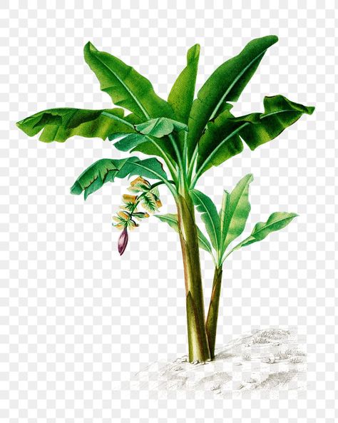 Banana Tree Png, Editing Png, Tree Photoshop, Chhath Puja, Flower Png Images, Wedding Background Images, Wedding Drawing, Red Background Images, Free Green Screen