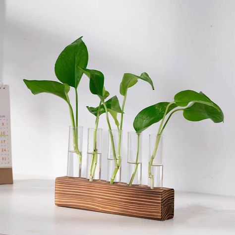 Feature:1. Plant Propagation Station: Combination of wooden plant stand and glass tubes perfect for garden home room decoration. Slim glass container provides plenty of room for plant's roots and all are visible for observing its growth condition. 2. Wide Range Of Applications: Simple appearance, suitable for most plants such as African violet, and even herbs. Simple and beautiful, handmade. 3. Minimalistic Look: A beautiful way to display the artificial or freshly cut flowers, mixed bouquets and water rooted plants for home decor in living room, bedroom, restroom, dinning room, kitchen, or office. 4. Easy To Clean: Glass tubes are very easy to clean, and we come with a test tube brush, allowing you to easily pour the water or change plants. 5. Convenient Installation: Plant propagation tu Plant Office Decor, Hanging Glass Planters, Plant Propagation Station, Test Tube Vase, Propagation Station, Desk Plants, Plant Terrarium, Hydroponic Plants, Plant Propagation