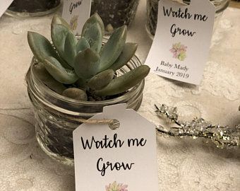 Succulent themed baby shower | Etsy Watch Me Grow Baby Shower, Baby Shower Simple, Succulents Wedding, Babyshower Party, Succulent Favors, Watch Me Grow, Baby Shower Tags, Green Baby Shower, Simple Baby Shower