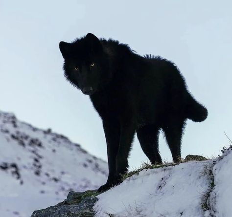 Black Wolves, Werewolf Aesthetic, Wolf Images, Alpha Wolf, Wolf Photos, Timber Wolf, Wolf Love, Wild Wolf, Wolf Pictures