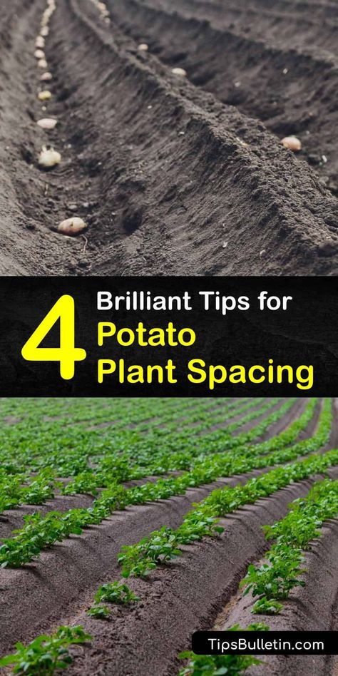 Planting Potatoes In The Ground, Potatoes Planting, When To Plant Potatoes, Potato Planting, Ginger Carrots, Potato Plant, Garden 101, Potato Gardening, Mountain Garden