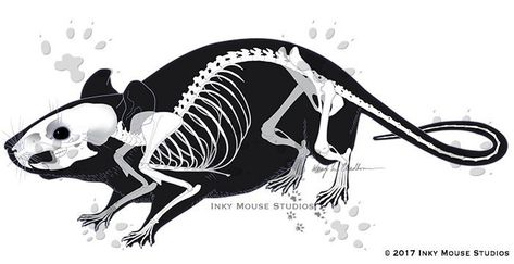 Rat Skeleton Drawing, Rat Skeleton Tattoo, Skeleton Animals Art, Mouse Anatomy, Creepy Imagery, Ratatouille Pixar, Vet Anatomy, Rat Skeleton, Mouse Skull