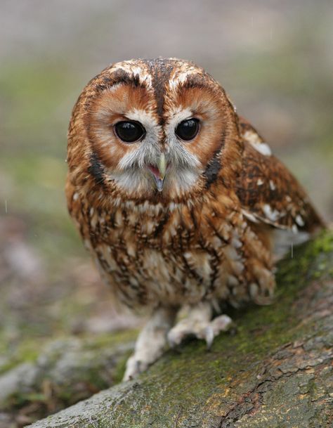 Adult Tawny Owl, Brown Morph (Strix aluco) Predatory Birds, Awesome Owls, Tawny Owl, Owl Photos, Buzzard, Hoot Owl, Owl Pictures, Beautiful Owl, Owl Bird