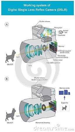 Explain the working system of digital single lens reflex camera type Single Lens Reflex Camera, Dslr Lens, Work System, Reflex Camera, Type Illustration, Types Of Cameras, Dslr Camera, Science And Technology, Digital Camera