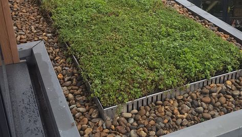 Living Green Roof, Extensive Green Roof, Sedum Roof, Garden Cover, Green Roof System, Roof Ideas, Green Roofs, Roofing Systems, Garden Studio