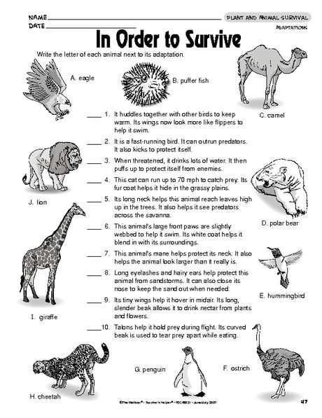 In Order to Survive - The Mailbox Adaptation In Animals, 6th Grade Science Worksheets, Adaptations Science, Animal Adaptation, Fourth Grade Science, Open Garden, 7th Grade Science, Animal Adaptations, Third Grade Science