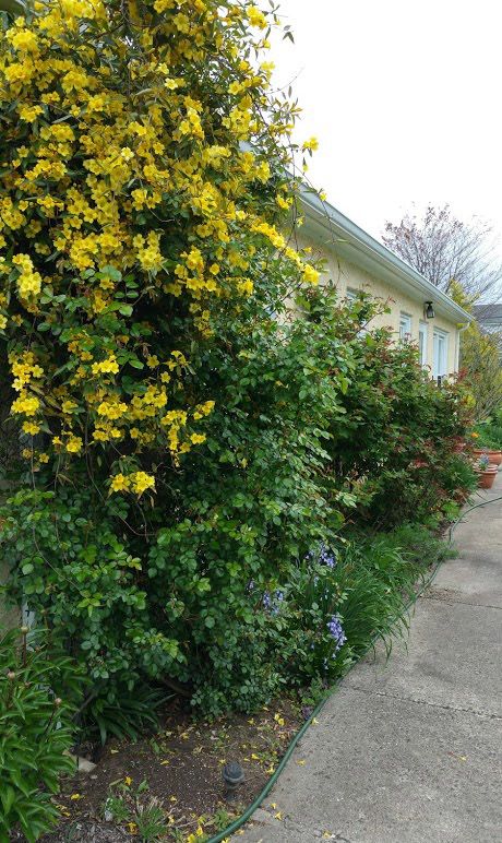 Gelsemium sempervirens aka Carolina jessamine in all its glory Gelsemium Sempervirens, Carolina Jessamine, Yard Inspiration, Side Yard, Home Flowers, Garden Diy, Horticulture, Landscaping, Abc