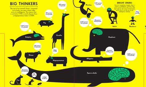 Brain size infographic. Illustration by Nicholas Blechman Animal Infographic, Data Visualization Infographic, Brain Size, Infographic Illustration, Information Graphics, Educational Books, Information Design, Data Visualization, Infographic Design