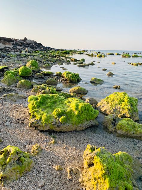 Sea Algae, Underwater Scenes, Marine Algae, Green Algae, Beautiful Art Pictures, Vascular Plant, Sea Turtles, Art Pictures, Dream Life