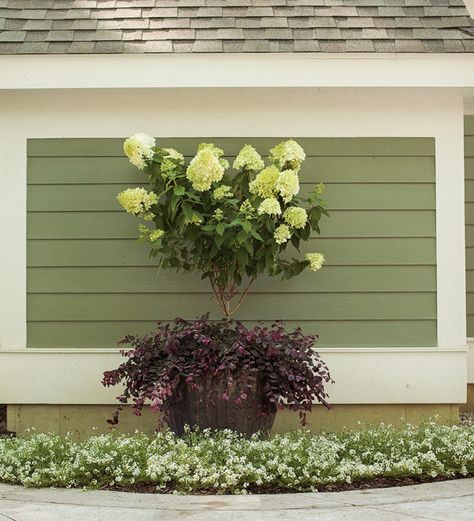 Caring for Tree-Form Shrubs | Proven Winners Little Lime Hydrangea, Hydrangea Paniculata Limelight, Strawberry Hydrangea, Hardy Hydrangea, Hydrangea Tree, Hydrangea Landscaping, Panicle Hydrangea, Limelight Hydrangea, Hydrangea Paniculata