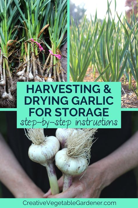 text: harvesting and drying garlic for storage, step by step instructions. photos: garlic drying in bundles, garlic plants in garden, woman in black shirt holding three garlic bulbs. How To Dry Garlic, Drying Garlic Hanging, Garlic Harvesting, Garlic Drying, Garlic Farming, Harvesting Garlic When To, When To Plant Garlic Fall, Drying Garlic, Lighting Ideas Kitchen