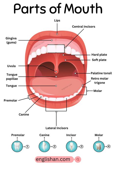 Parts of Mouth and Their Functions Parts Of The Tongue, Mouth Anatomy, English 101, Picture Vocabulary, Human Mouth, Sistem Pencernaan, Quiz With Answers, Cartoon Clip, English Vocab