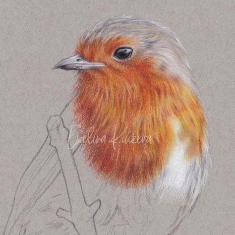 Robin Drawing, Bird Pencil Drawing, Watercolor Pencils Techniques, Colored Pencil Art Projects, Watercolor Pencil Art, Blending Colored Pencils, Feather Drawing, Colored Pencil Portrait, Pencil Drawings Of Animals