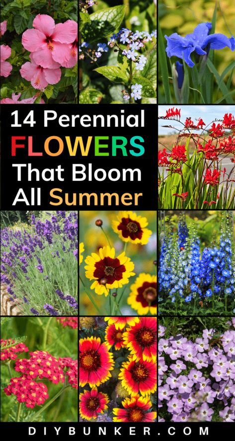 Zone 7 Perrenial Flower Bed, Mid Summer Blooming Perennials, Oklahoma Perennial Garden, Easy Perennial Garden Ideas, Minnesota Flower Garden Ideas, Small Perennial Flower Bed Ideas, Perennial Wildflower Garden, Perinneal Garden Ideas, Zone 5 Perennial Garden Plan