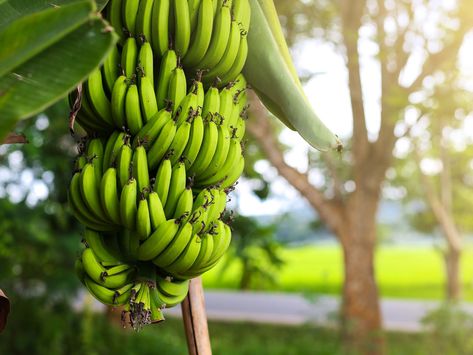 A Guide to Dwarf Cavendish Banana Trees Cavendish Banana, Chiquita Banana, Fruit Bearing Trees, Banana Fruit, Banana Plants, Banana Peel, Banana Tree, Big Island Hawaii, Banana Leaf