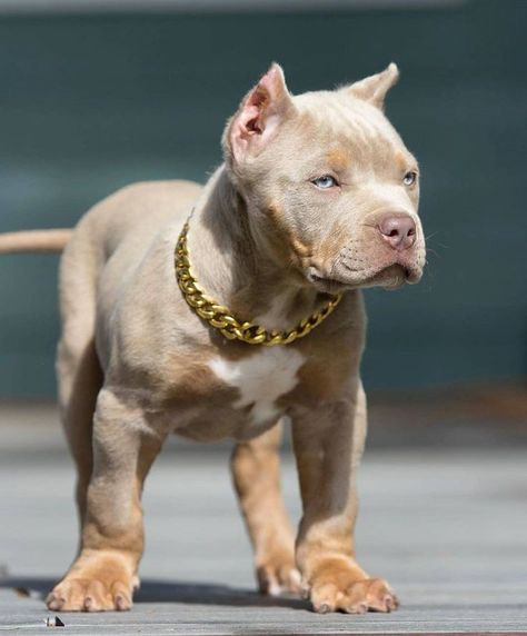 Buff Pitbulls, Pit Bulls Puppies, Cute Pit Bulls, Xl Bully Puppies, Pitties Dogs, Pit Bull Aesthetic, Xl Bully Pitbull, Pitbull Dog Tattoo, Pocket Bully Puppies