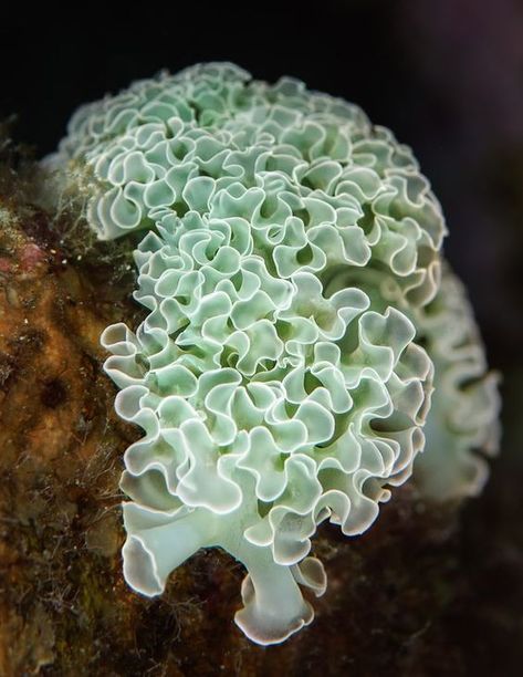 Lettuce Sea Slug, Lettuce Coral, Sea Lettuce, Motifs Organiques, Sea Flowers, Underwater Plants, Sea Slugs, Life Under The Sea, Sea Plants