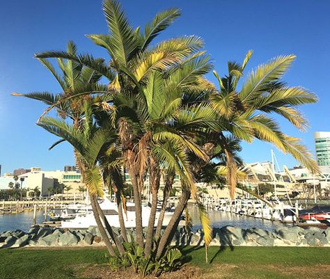 Top 10 Palm Tree Care Mistakes and How To Avoid Them Caring For Palm Trees, Palm Tree Care Outdoor, Palm Tree Care, Florida Palm Trees, Tree Growth, Tree Seedlings, Palm Tree Leaves, Knock On The Door, Palm Fronds